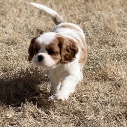 Sophie - Blenheim Cavalier King Charles Spaniel puppy in Georgia from Southern Bred Cavaliers