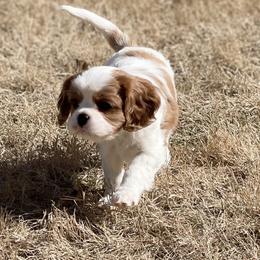 Sophie - Blenheim Cavalier King Charles Spaniel puppy in Georgia from Southern Bred Cavaliers