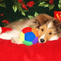 "Tara" Shetland Sheepdog Puppies from Acres Flats Shelties