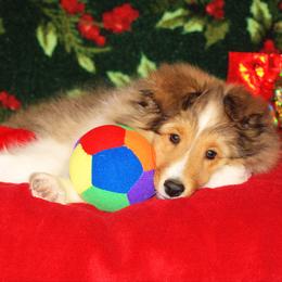 "Tara" Shetland Sheepdog Puppies from Acres Flats Shelties