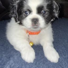 TBD - Black and white male Shih Tzu puppy in Las Vegas, Nevada from Miracle's Shih Tzus