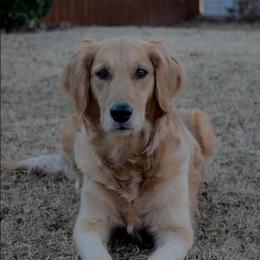 Lilly - Golden Retriever