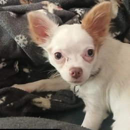 Petal - Chihuahua