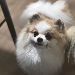 Nellie - Pomeranian