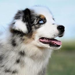 Jesse - Blue merle male Miniature American Shepherd puppy in Snyder, Texas from RLA Miniature American Shepherds