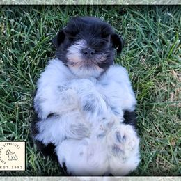 George - Parti male Miniature Schnauzer puppy in Saratoga Springs, Utah from Happy Beard Schnauzers