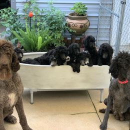 Poodle Puppies from Speeds Creek Kennels