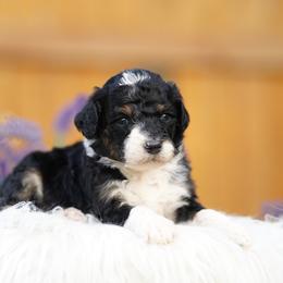 Milo - Tri-color male Bernedoodle puppy in Spokane, Washington from Lilac City Doodles
