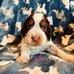 BG5 - Tri-Roan female English Springer Spaniel puppy in Britton, South Dakota from K&S Canines