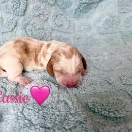 Cassie - Lemon and white female Basset Hound puppy in New Mexico from Long Dog Ranch