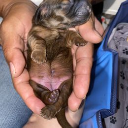Dachshund Puppies from Sassy Kat’s Dachshunds