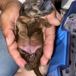 Dachshund Puppies from Sassy Kat’s Dachshunds