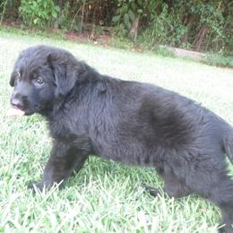 German Shepherd Puppies from V Diamondburg Kennels