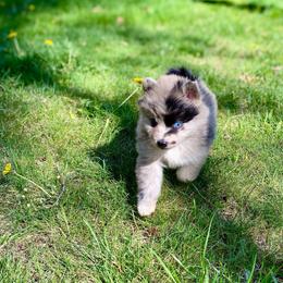 Croissant - Merle male Pomsky puppy in Sanbornton, New Hampshire from Kristie’s Husky Haven