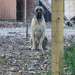 Mastiff All Grown Up from Southern Star English Mastiffs
