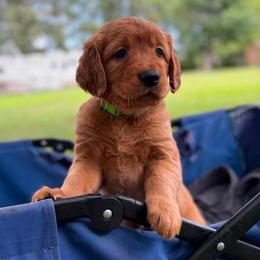 Sprite - Dark golden female Golden Retriever puppy in Maysville, North Carolina from Gold Rush Retrievers