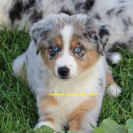 Miniature American Shepherd Puppies from Eagles Landing Miniature American Shepherds