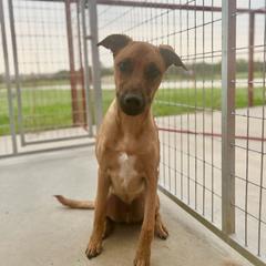 Leo - Bronze Xoloitzcuintli puppy in Hico, Texas from Amayla Kennels