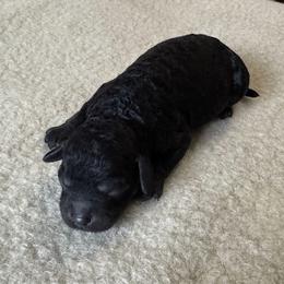 Flo - Black female Cockapoo puppy in Sheridan, Missouri from Shepherdsfold’s Cockapoos