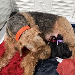 Navy - Black and tan female Airedale Terrier puppy in Akron, Ohio from Green Family Companion Kennel, LLC
