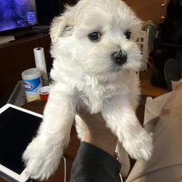 Miniature Schnauzer Puppies from Smilee Schnauzers