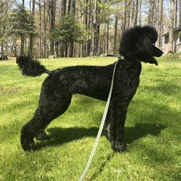 Katie - Poodle