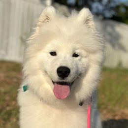 Samoyed Puppies from Hill Country Samoyeds