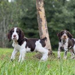English Springer Spaniel Puppies from Spradley Springers