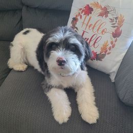 Aussiedoodles, Bordoodles, and Double Doodles from Ramirez Family Doodles