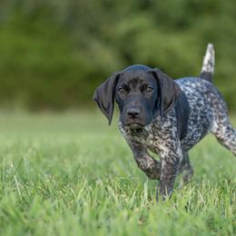 German Shorthaired Pointer and Vizsla Puppies from Nosam Kennels