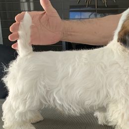 Sealyham Terriers from Sun Splashed