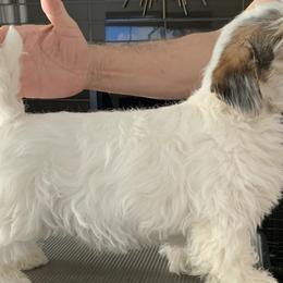 Sealyham Terriers from Sun Splashed