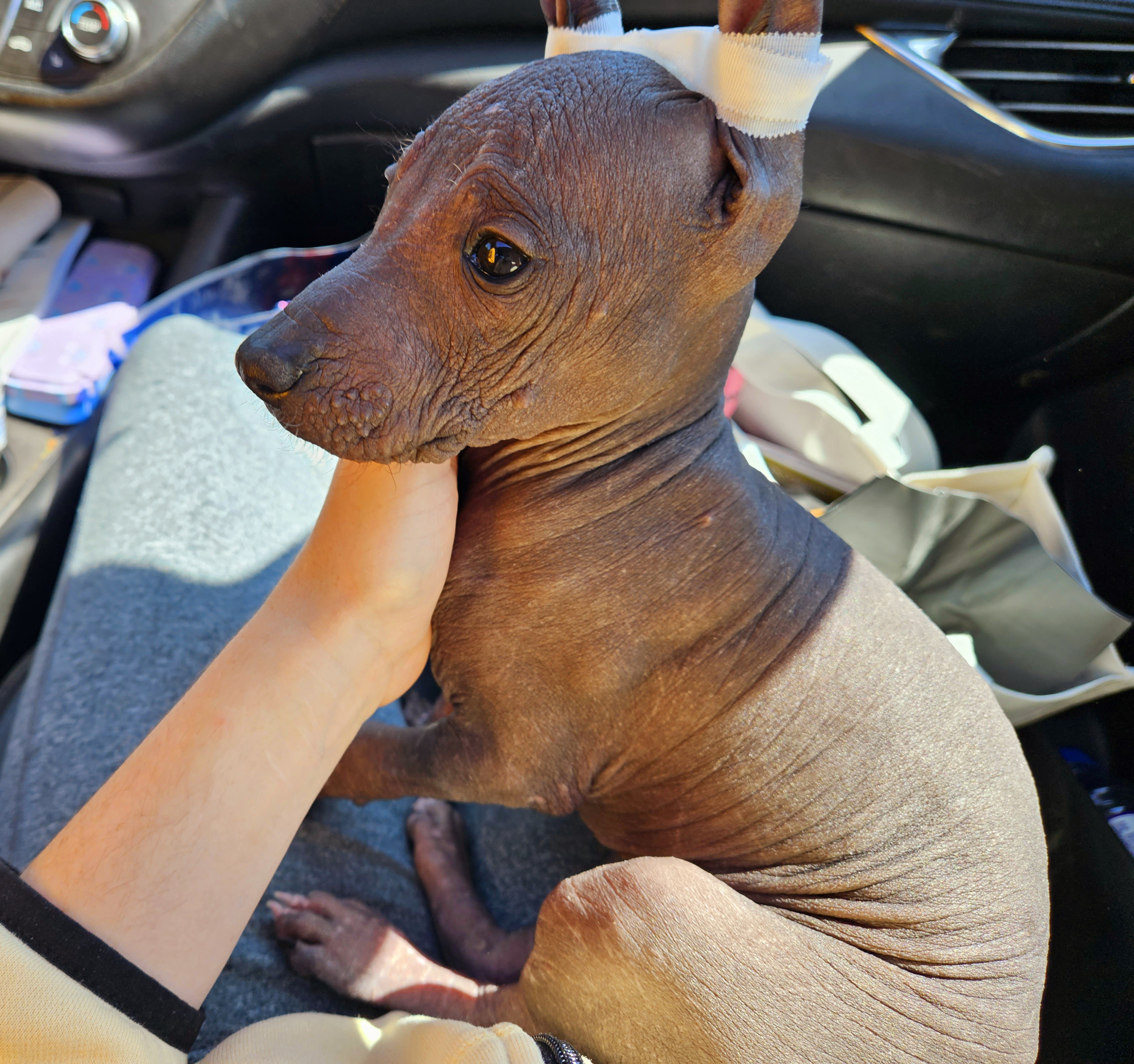 Xoloitzcuintli Puppies from Experience The Wild