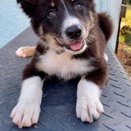 Border Collie Puppies from Chasing Dreams Border Collies