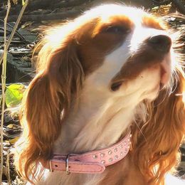 Lucy - Cavalier King Charles Spaniel