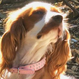 Lucy - Cavalier King Charles Spaniel