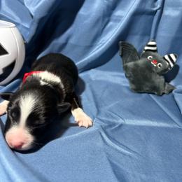 Lock - Black & white male Australian Shepherd puppy in Vacaville, California from Cowtown Aussies
