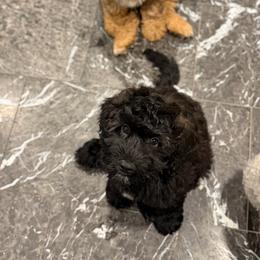 Oreo - Black and white male Cockapoo puppy in Midwest City, Oklahoma from Strawberry Hill Puppy Patch