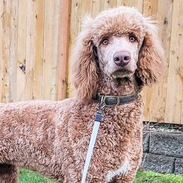 Goldendoodles and Poodles from Echo Lake Poodles