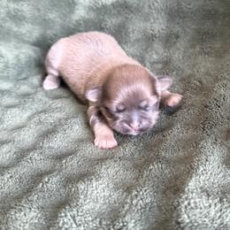 Icee - Blue male Shih Tzu puppy in Sharon, Pennsylvania from Keystone Danes and Shih tzus