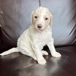 Snickerdoodle - Cream female Labradoodle puppy in Kingman, Arizona from The Dood Ranch