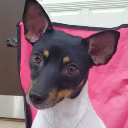 Rat Terriers from Forest Grove Rat Terriers