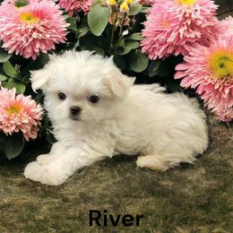 River - White male Maltese puppy in Mooresville, North Carolina from Clearview Canines