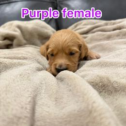 Purple - Golden female Golden Retriever puppy in Salt Lake City, Utah from Soaring golden retrievers