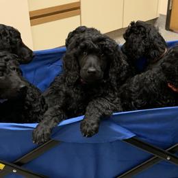 Poodles from Boodle's Standard Poodles