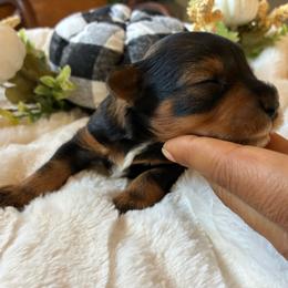 Yahtzee - Salt and pepper male Miniature Schnauzer puppy in Menifee, California from Moonshine’s Minis