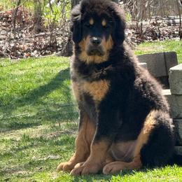 Light purple collar girl - Black and tan female Tibetan Mastiff puppy in Berlin, New Hampshire from Great North Woods Tibetan Mastiffs