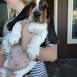 Basset Hounds from Irish Acres Basset Hounds