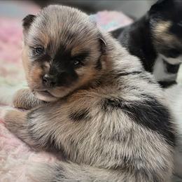 Dante - Merle male Pomsky puppy in Omaha, Nebraska from Wolfpack Pomskies
