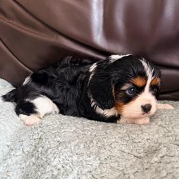 Olive - Tri-color female Cavalier King Charles Spaniel puppy in De Soto, Missouri from Blooming Cavaliers